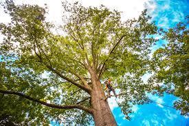 Best Hazardous Tree Removal  in Barnesville, MN