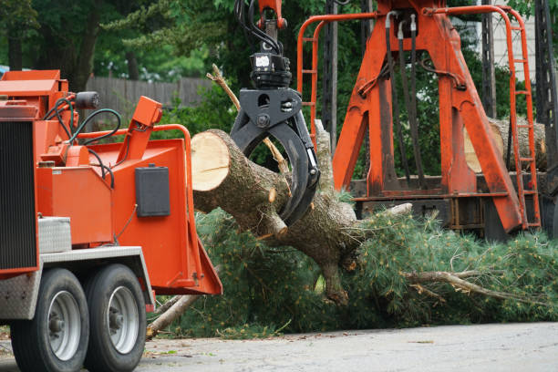 Best Seasonal Cleanup (Spring/Fall)  in Barnesville, MN