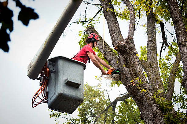 Best Storm Damage Tree Cleanup  in Barnesville, MN